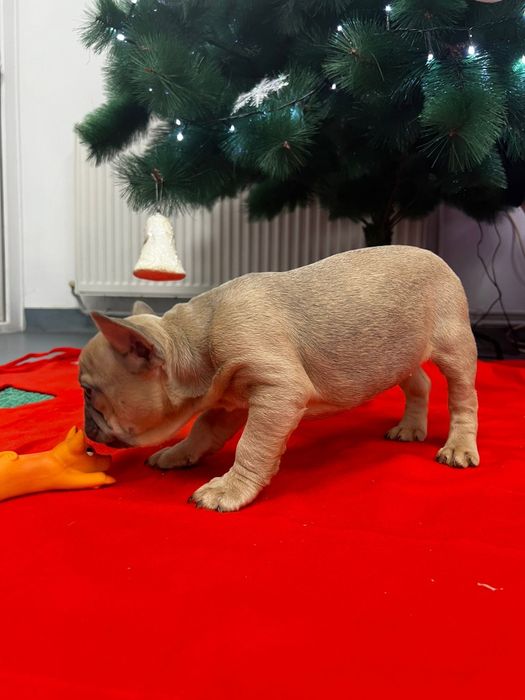 Bulldog francez pedigree