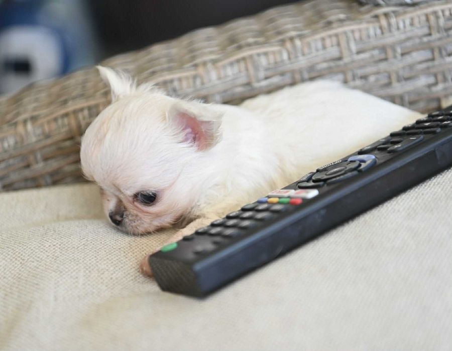 Мъжко дългокосместо мини чихуахуа