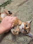 ADOPTIE Pui pisica