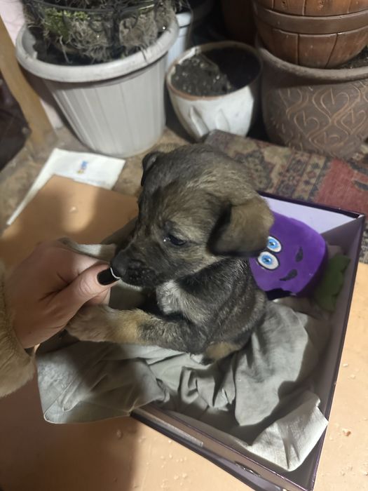 Отдам в добрые руки щенка-девочку