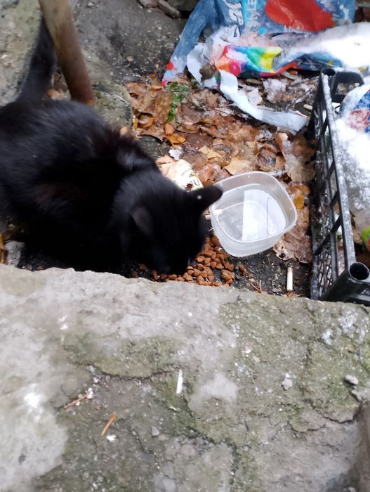 Кошечка кто то выбросил