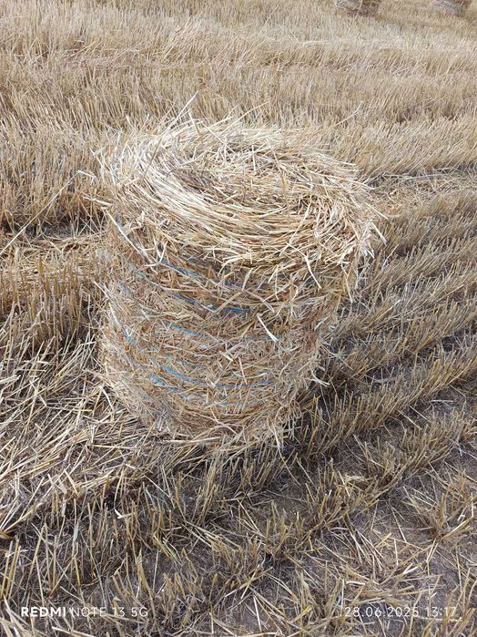 Baloți de lucernă și paie