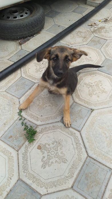 Раздаем щенят полуовчарка