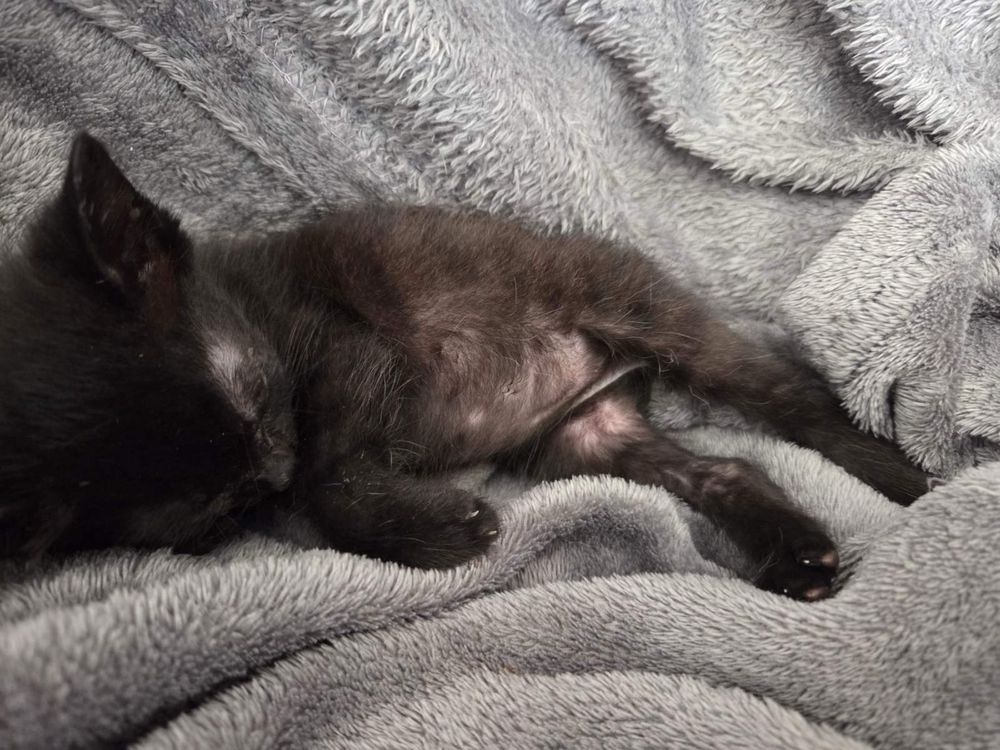 Малко мъжко коте