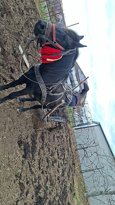 Vând iapă montată