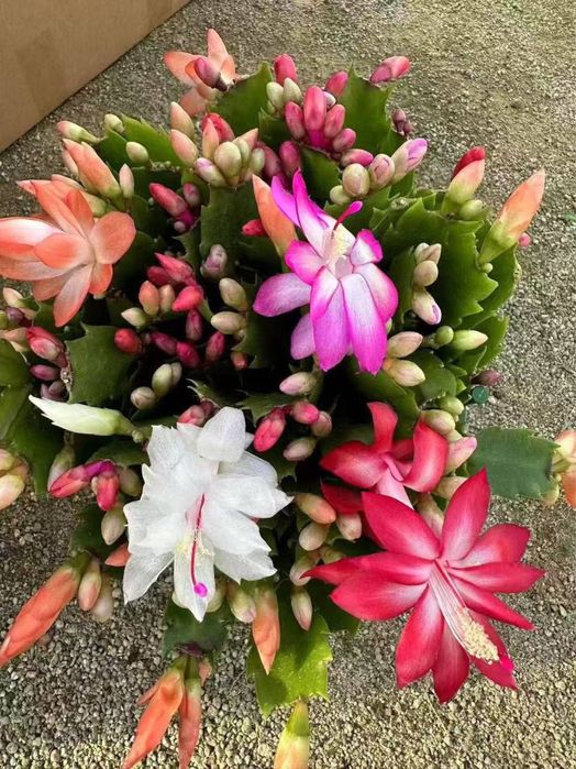 Декабристы цветущие шлюмбергеры