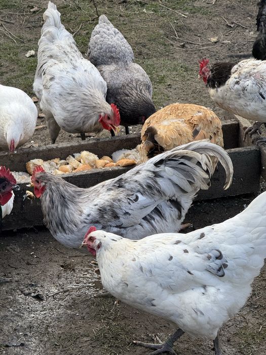Vand cocosi de anul asta australorp si la Bresse