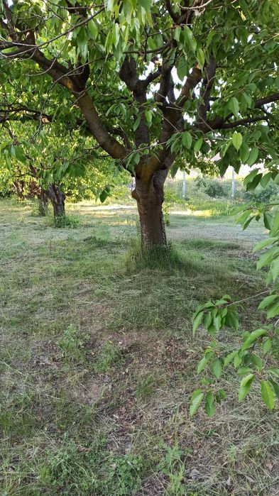 Teren Intravilan 900mp - Focsani, str Dionysos