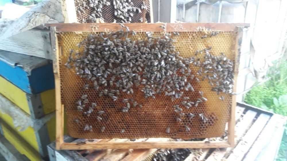 Рамки суш дадан 500 теньге