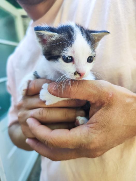 Ofer spre adopție pui pisica