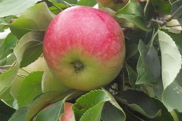 Pomi Fructiferi deosebiti  mar red melba