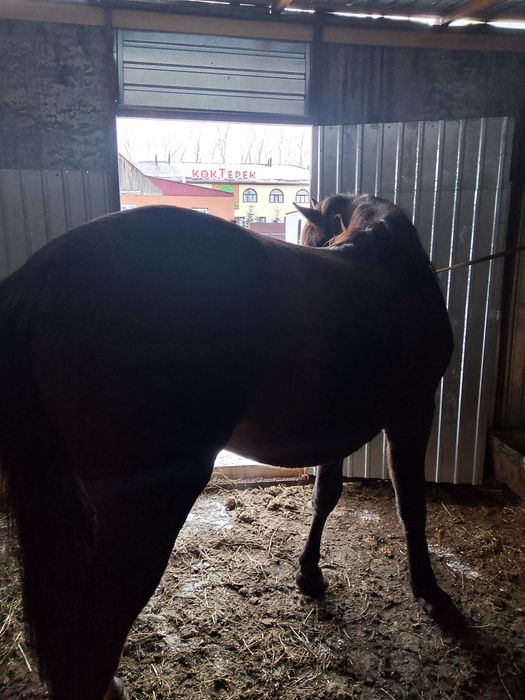 Продаю лошадь,в хорошем состоянии,спокойная.