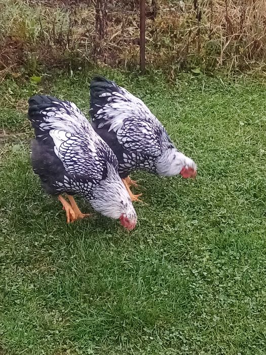 Cocoși wyandotte argintiu