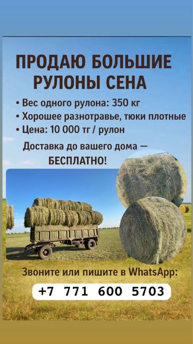 Продам сено Рулоны 145х145