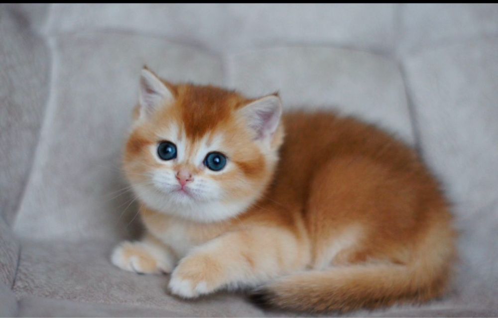 Золотая британская шиншилла мальчик.