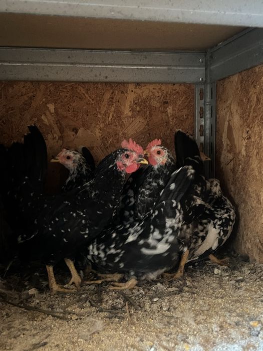 Chabo bobat tineri 2025 (2+5)