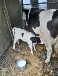Продам корову молочную вместе с теленком