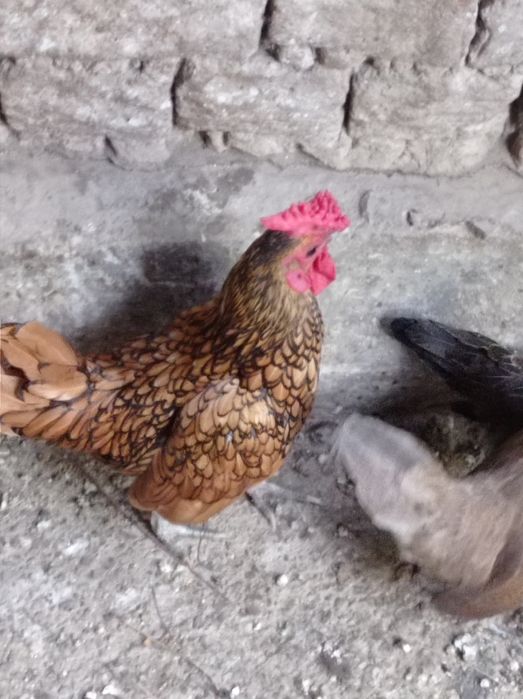 Продажа петух золотой сибрайт