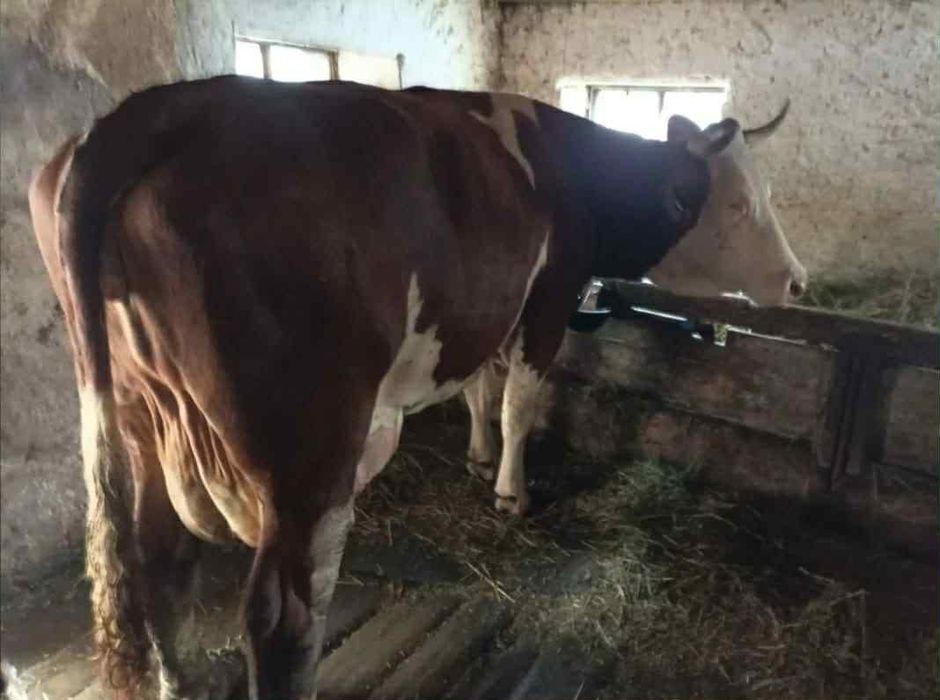 Juninca de 2 ani jumate gestanta in 8 luni