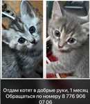 Отдам Котят в добрый руки