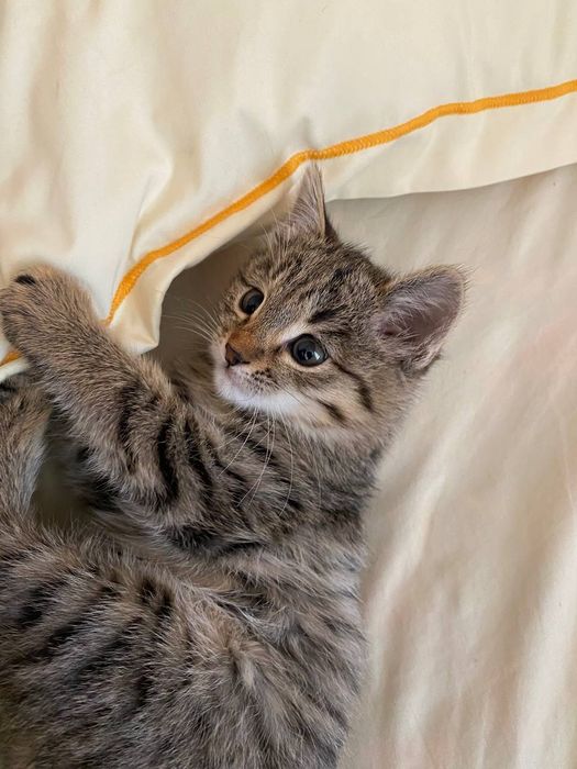 Mushuk bolasi hadiya qilinadi 1 yarim oylik