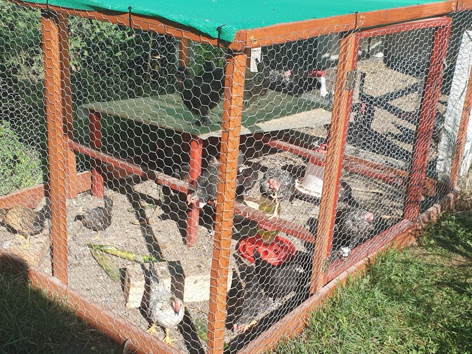 Vând cocoșei americani tineri, Preiau comenzi pui,