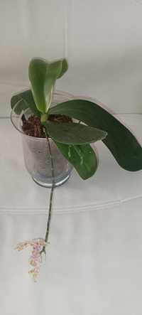 Phalaenopsis speciosa x mariae