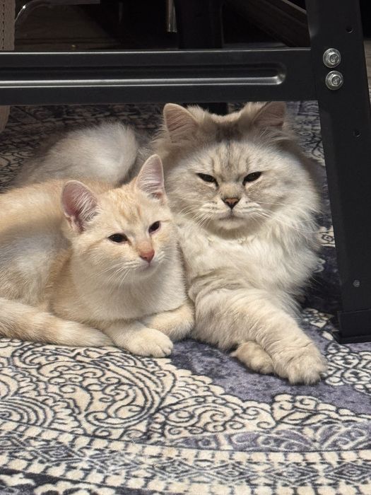 British shorthair silver