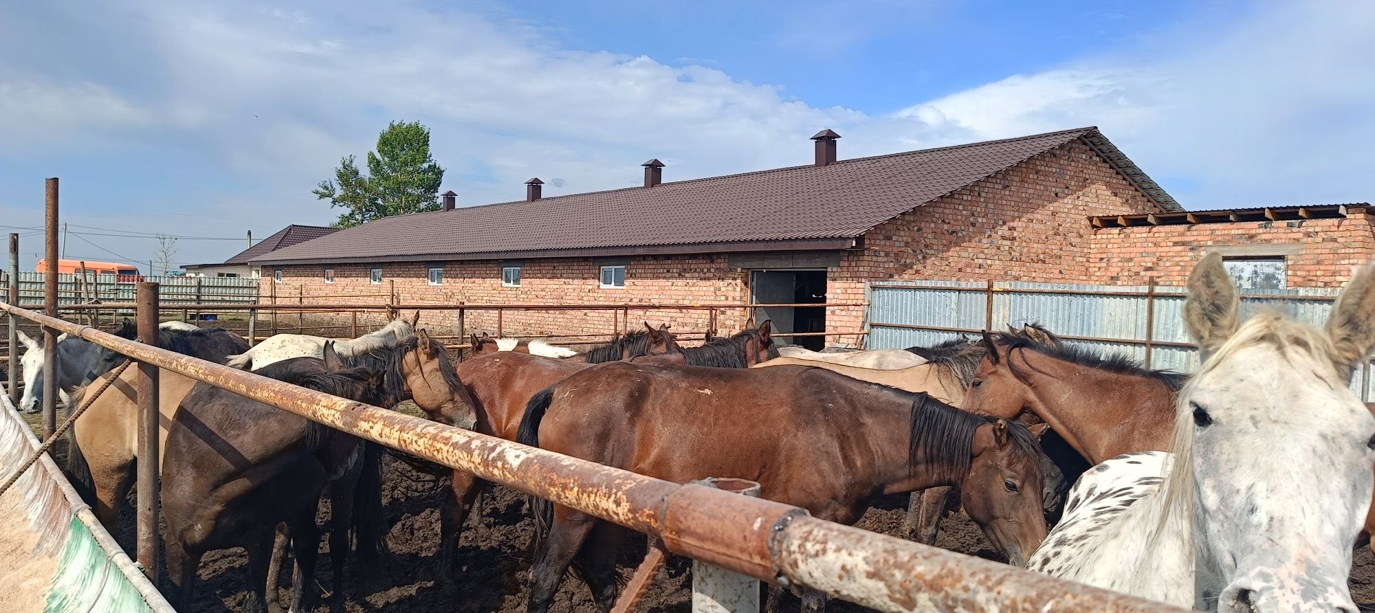 Жылқы семіз байтал тай