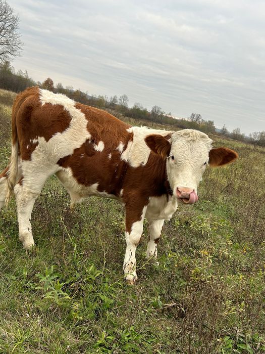 Vând viței bălțați