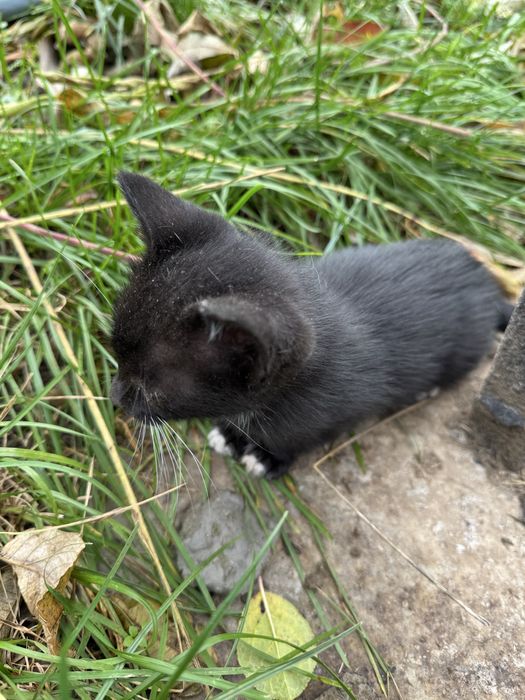 Donez pisici in numar de 4.