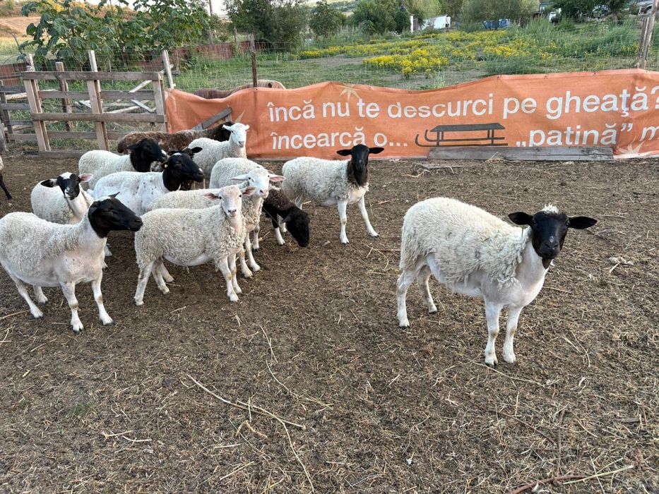 Oi, Mielute si berbecuti Dorper.