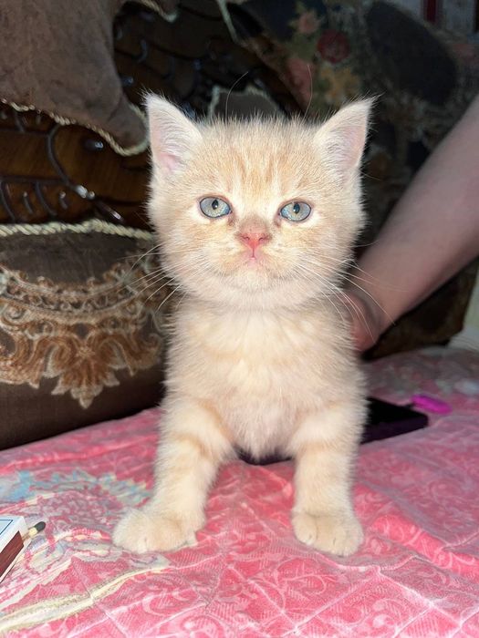 Продаются котята манчикины 1,5 месяца