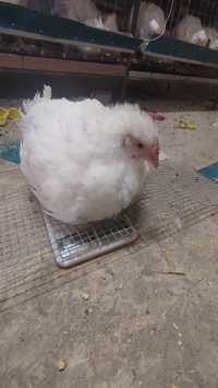 Бройлерные цыплята 2 - 3 кг. на мясо, оптом