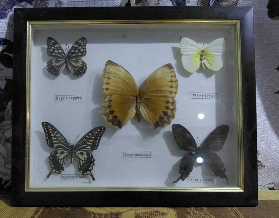 Бабочки в рамке пять видов
