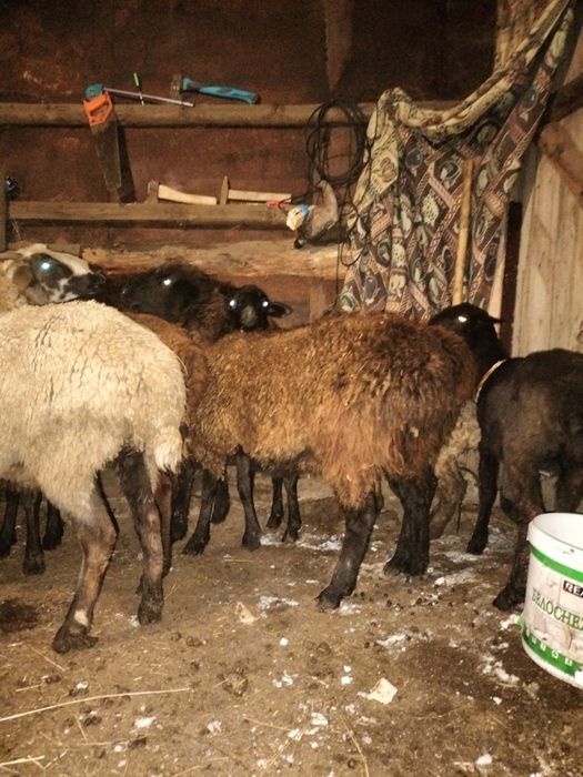 Продам баранов оптом