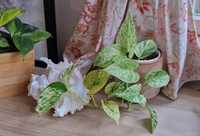 Pothos Marble Queen/Snow Queen