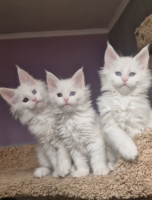 Мейн-куны котята.