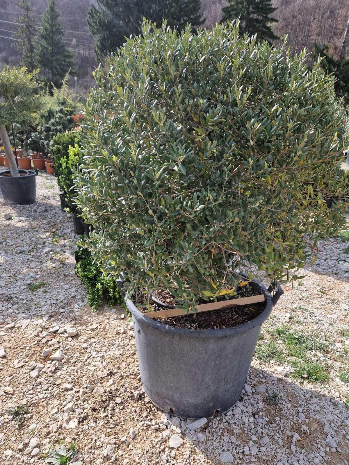 Buxus , PonPon , Ilex Plante Ornamentale