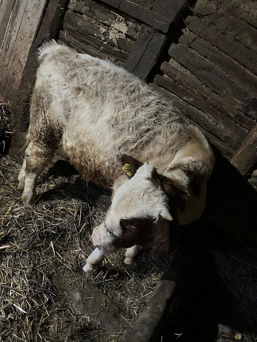 Vând vițel de 3 luni jumate
