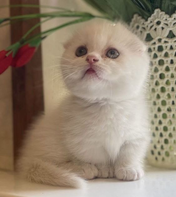 Продаётся котенок Скоттиш фолд манчкин коротколапый вислоухий
