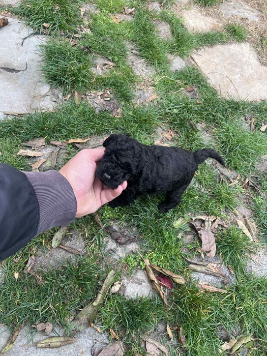 Мини пудел BLACK