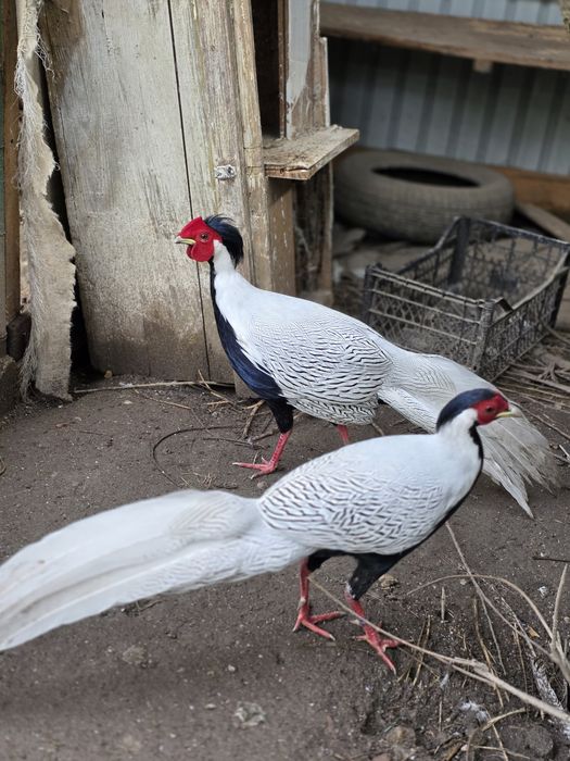 Fazani argintii/porumbei gusati