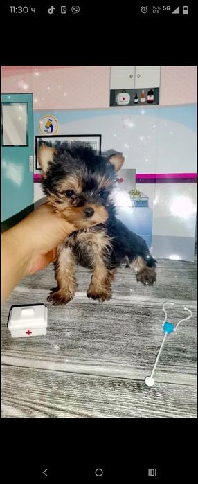 Йоркширски териер мини ЖЕНСКИ