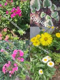 Многолетние цветы и кустарники