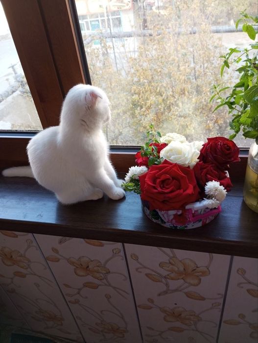 Шотландский фолд девичка