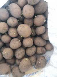 Продам семенной картофель 130тг за кг