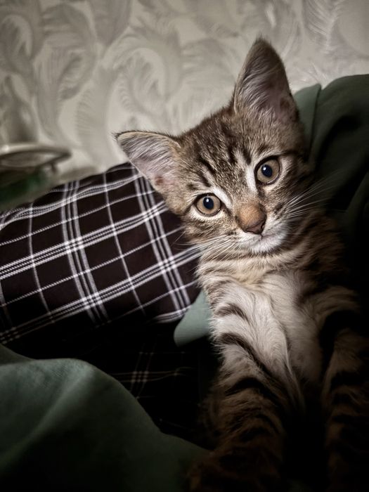 Отдам одного котенка в хорошие руки