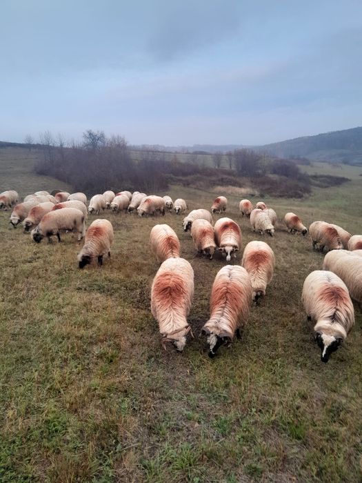 Vând 30 de oi miori și stramiori