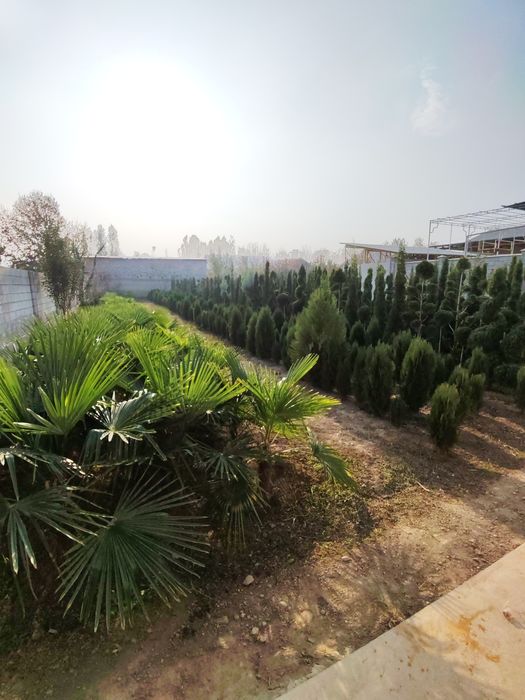 Palma vagnar sortidan va traxkalps bor optom